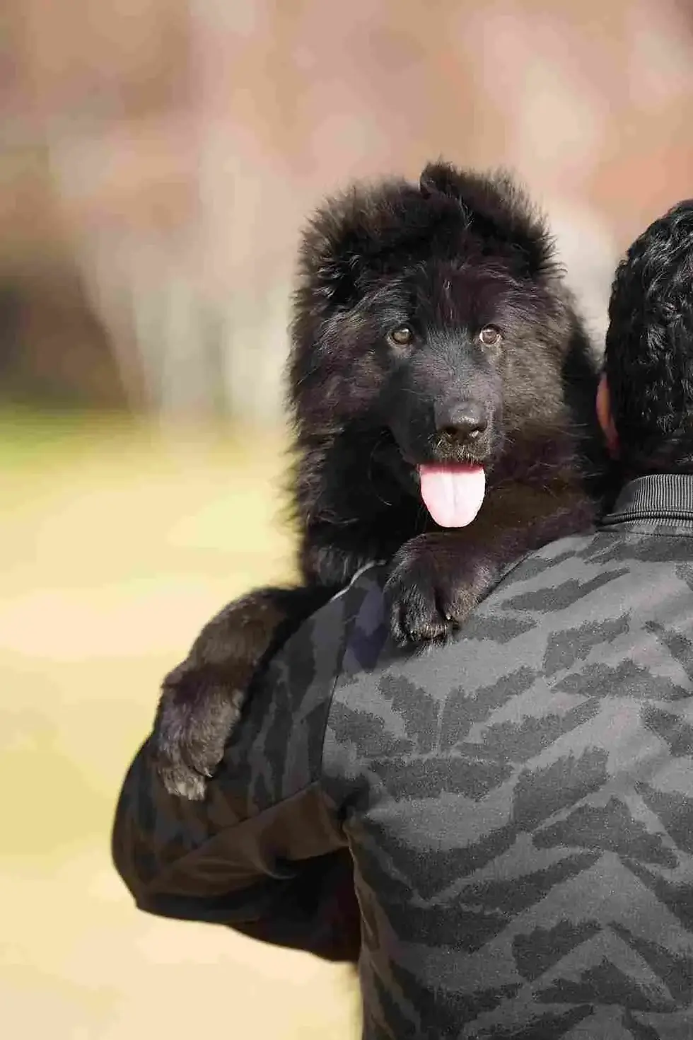A German Shepherd dog stands proudly on a lush green grass field
