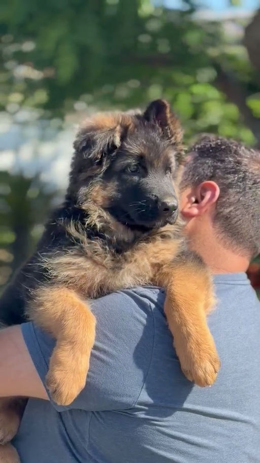 Black and tan long coat German Shepherd puppy being held outdoors with fluffy coat and strong healthy build