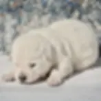Side view of a white German Shepherd puppy with a yellow collar resting on white tile