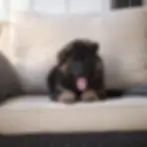 Long hair black and red German Shepherd puppy facing the camera on a couch โ German Shepherd Puppies for Sale