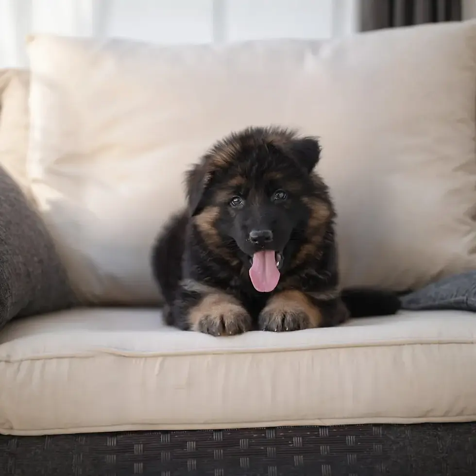 Long hair black and red German Shepherd puppy facing the camera on a couch – German Shepherd Puppies for Sale