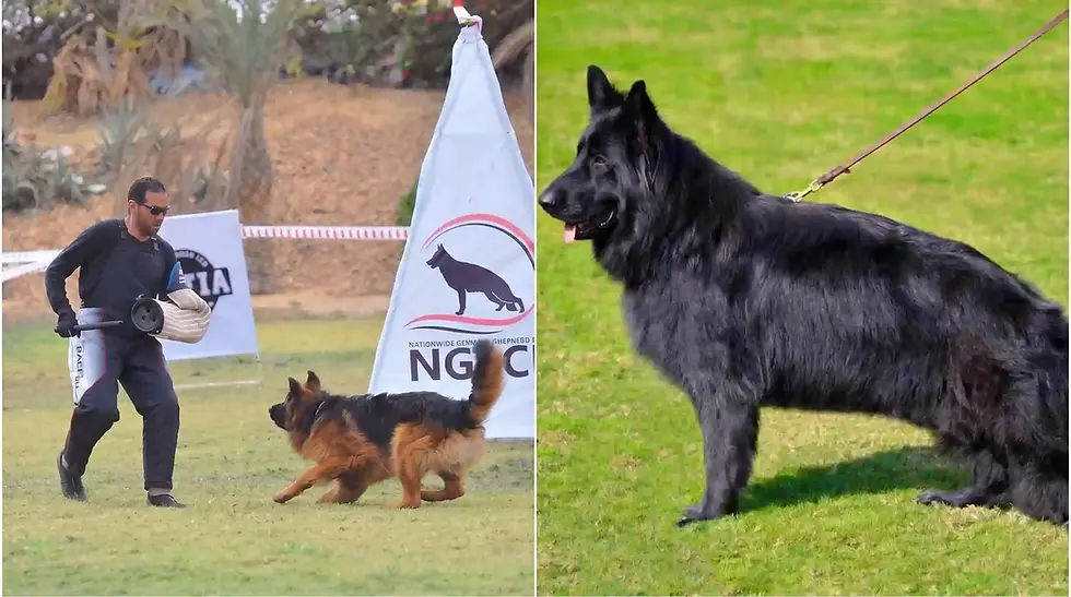Working line vs show line German Shepherd comparison