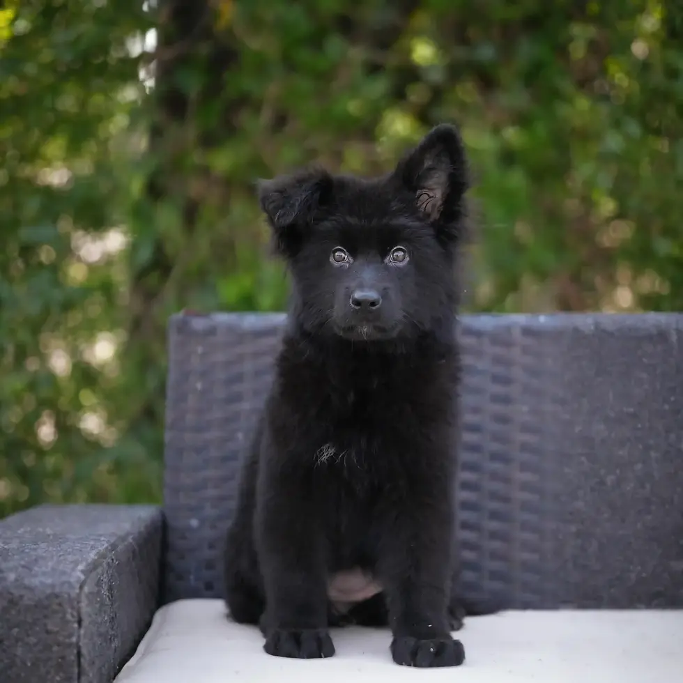 german shepherd puppies for sale