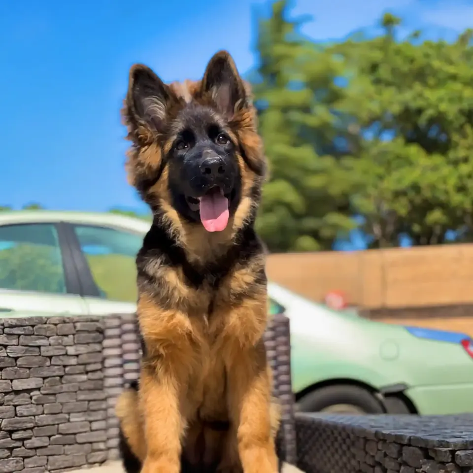 Fluffy Black and Red German Shepherd Puppy standing alert with vibrant coloring and strong body structure
