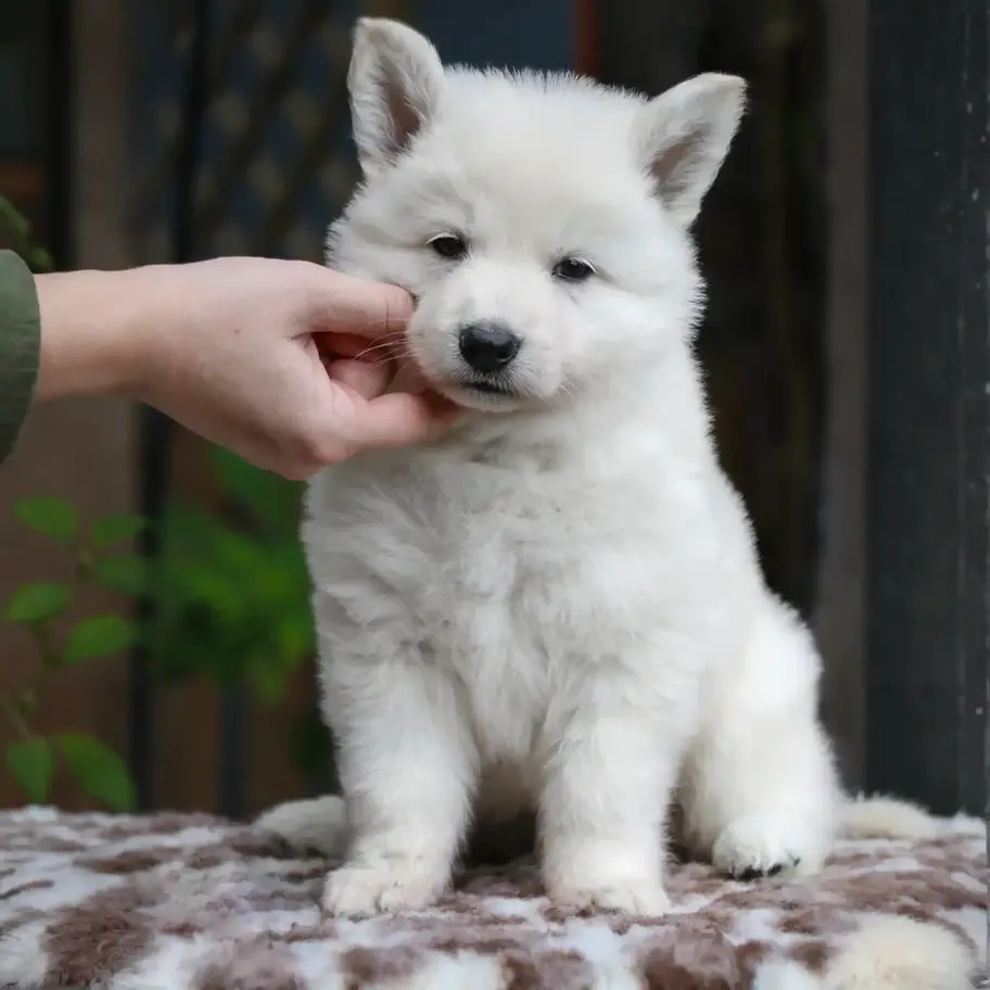 Adorable Full White Long Haired German Shepherd Puppy with Fluffy Coat