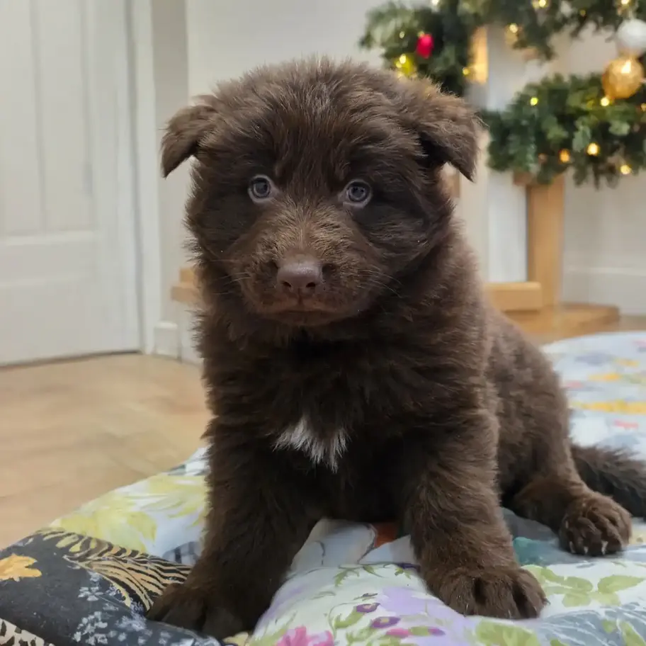 Fluffy liver German Shepherd puppy close up on a blanket with holiday lights, long hair GSD puppy
