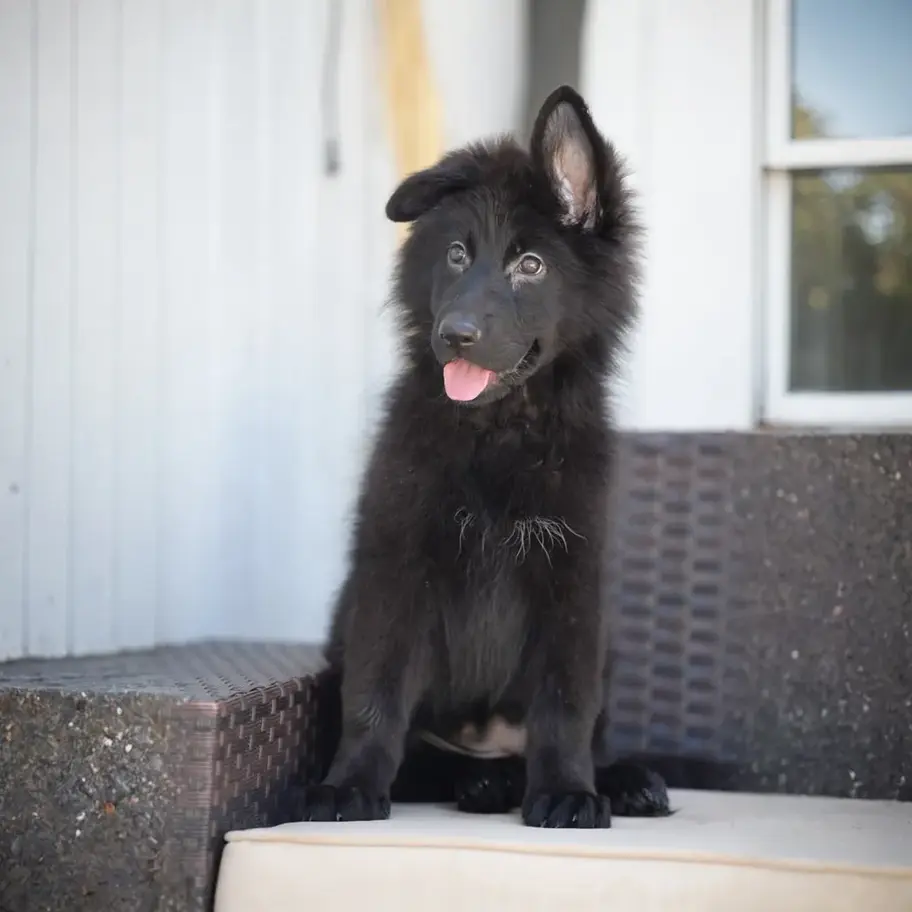 Beautiful black German Shepherd puppy with a fluffy long coat sitting outdoors