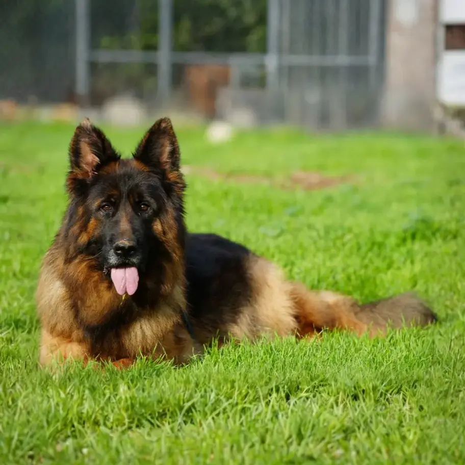 Black and red long coat German Shepherd available, breeder quality adult dog resting outdoors on lawn