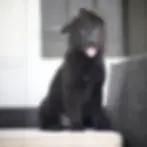 Fluffy black German Shepherd puppy lying on a cream outdoor sofa