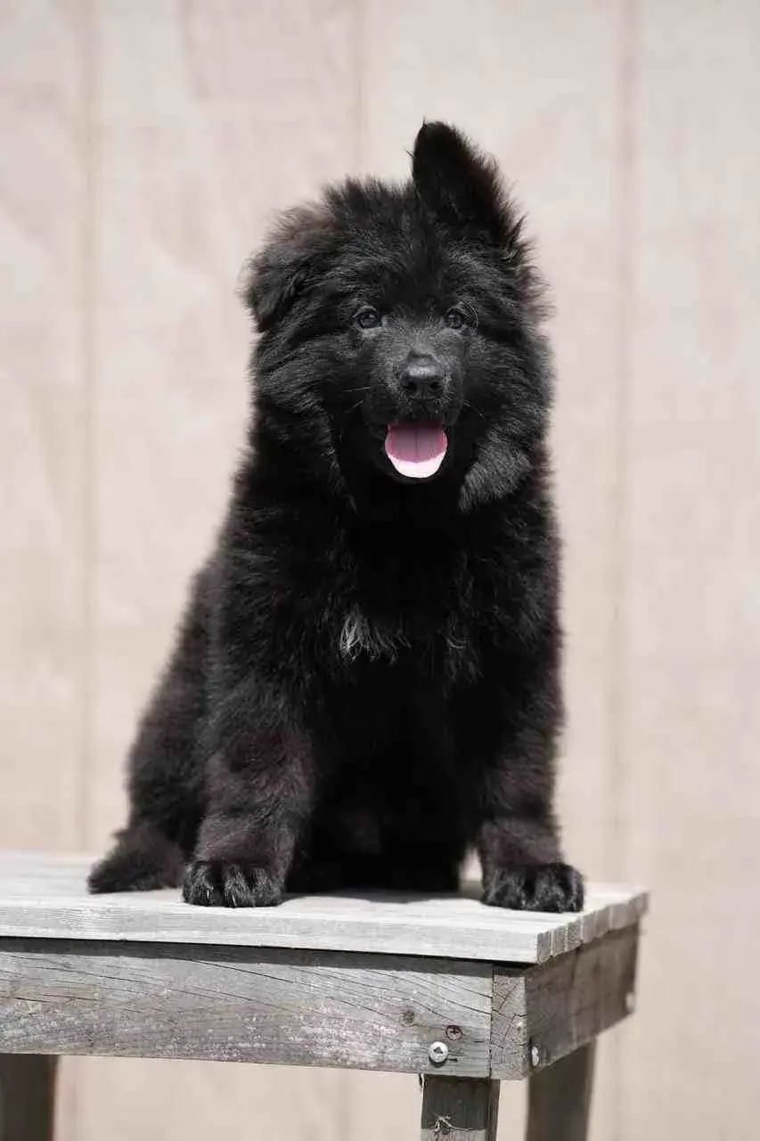 Three adorable German Shepherd puppies sitting together on a cozy couch