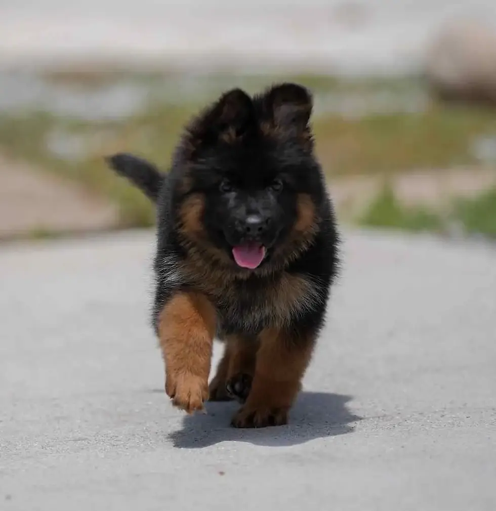 A man kneels beside a German Shepherd dog