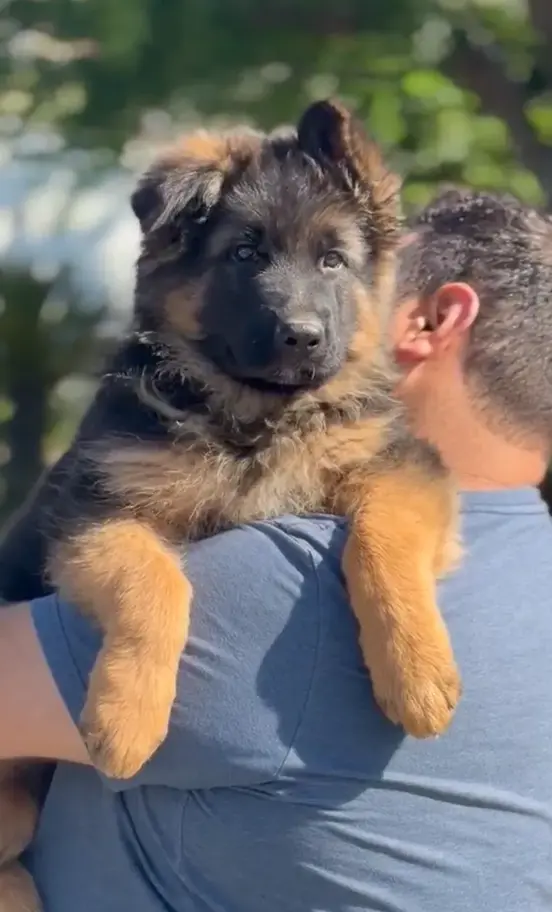 Black and tan long coat German Shepherd puppy being held outdoors with fluffy coat and strong healthy build