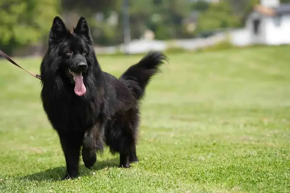 A German Shepherd dog stands proudly on a lush green grass