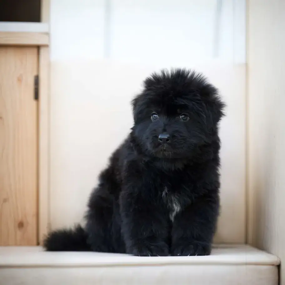 Black long hair German Shepherd puppy for sale, fluffy young GSD sitting on indoor steps, breeder quality
