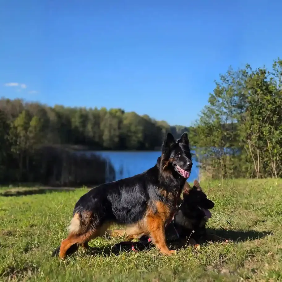 Black and tan long coat German Shepherd by lake with black long hair German Shepherd, outdoor profile photo