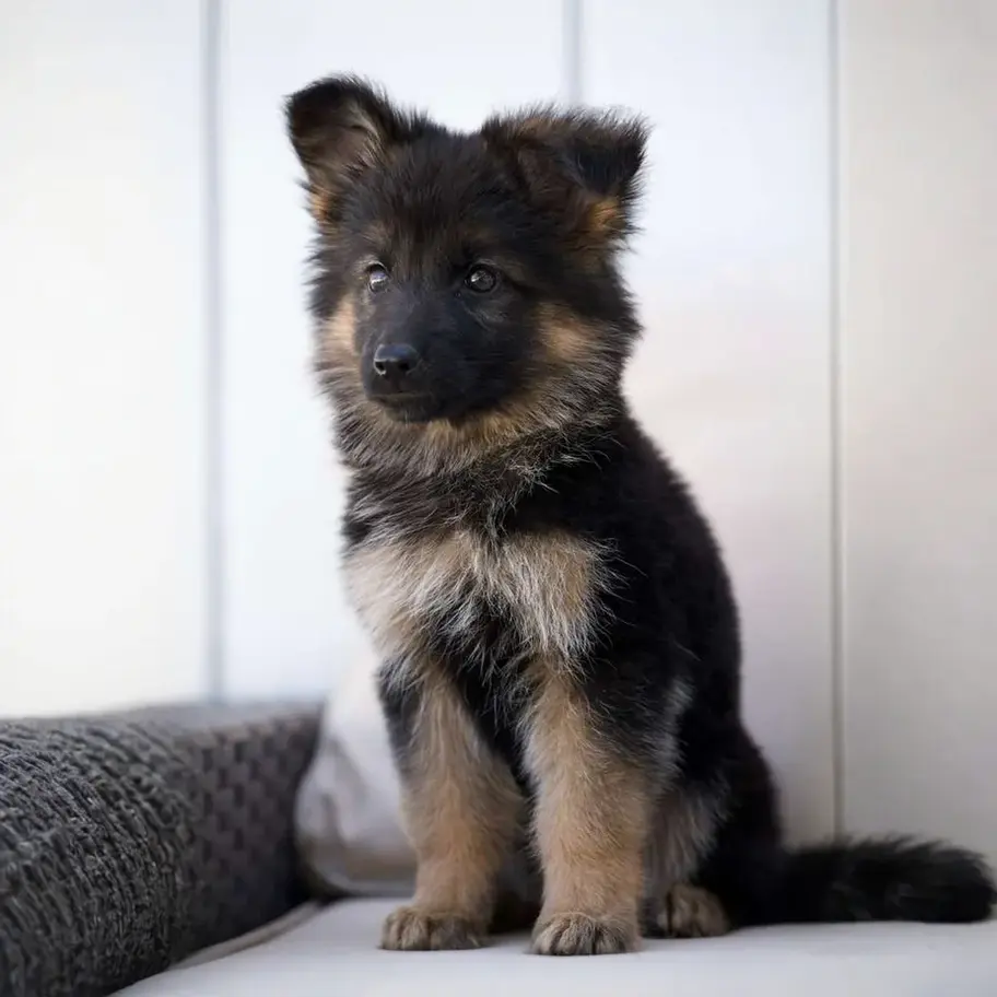 Show line German Shepherd puppy with black and tan markings on an indoor couch