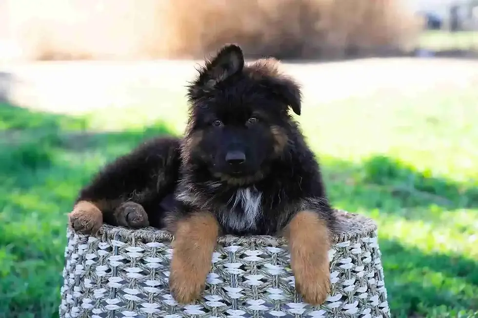 Black and tan long haired German Shepherd puppy resting on wicker in Jacksonville — shepherd puppies for sale