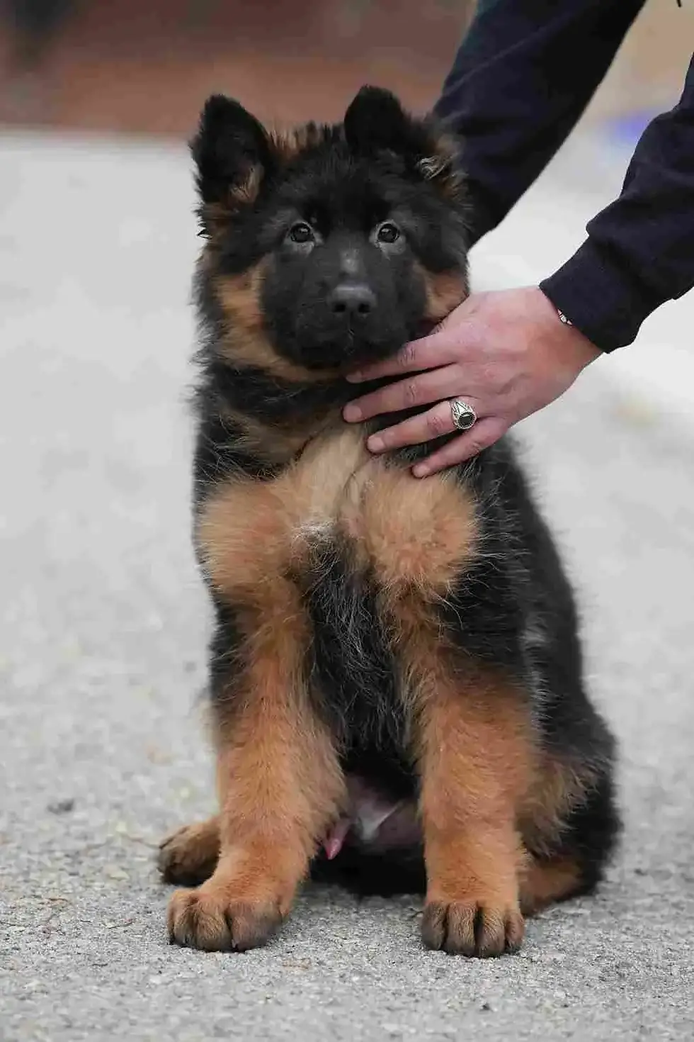 Royal Tribes K9 RTK9 black and tan long hair German Shepherd puppy being held during training in Colorado Springs Colorado