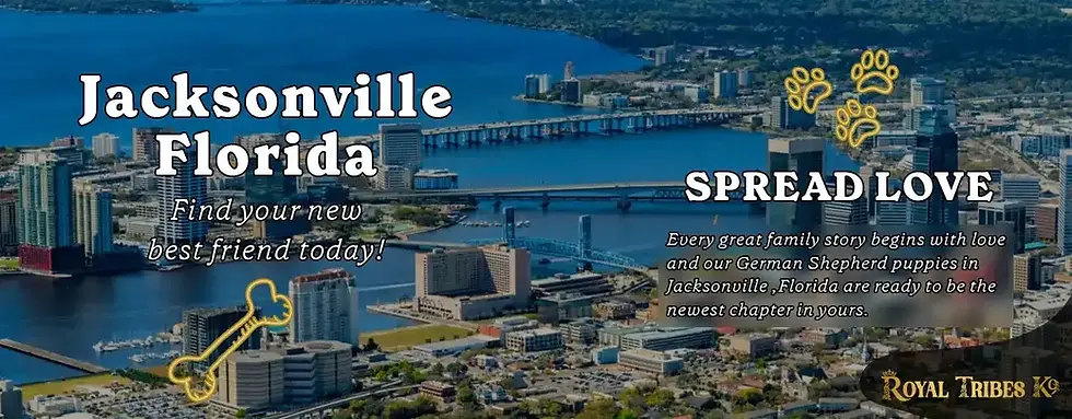 German Shepherd dogs for sale in Jacksonville, Florida — buy German Shepherd puppies online