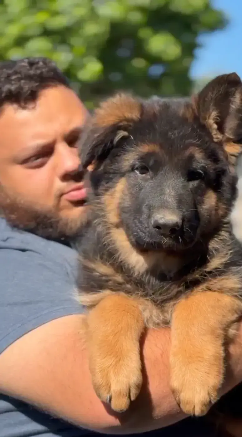 Long hair German Shepherd puppy close up with rich black and tan markings and calm eyes