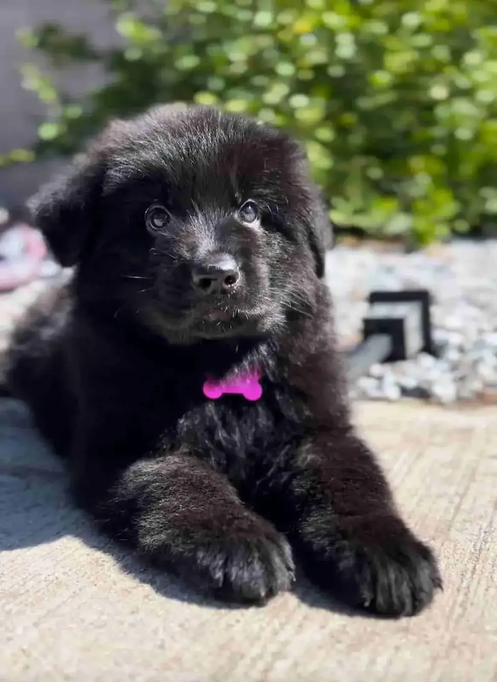 Royal Tribes K9 RTK9 full black long hair German Shepherd puppy with purple bow lying down in Vail Colorado