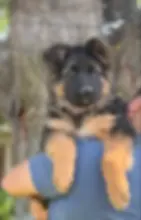 Long hair German Shepherd puppy resting on shoulder outdoors with rich black and tan coat and calm expression