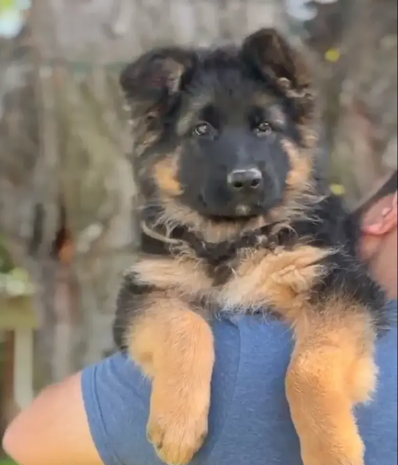 Long hair German Shepherd puppy resting on shoulder outdoors with rich black and tan coat and calm expression