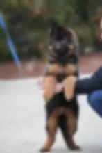 German Shepherd puppy being held up by a person, standing on its hind legs with a playful expression.