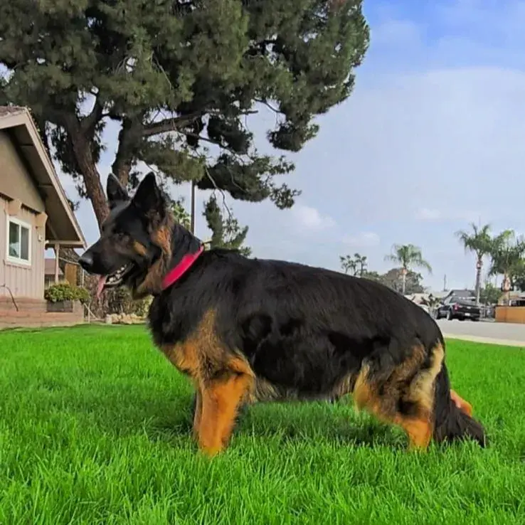 Long hair black and tan German Shepherd for sale standing on green grass in a neighborhood yard, side profile view