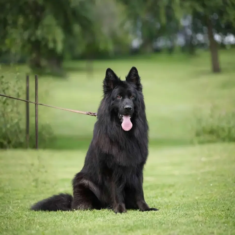 Majestic solid black long coat German Shepherd sitting on a grassy field