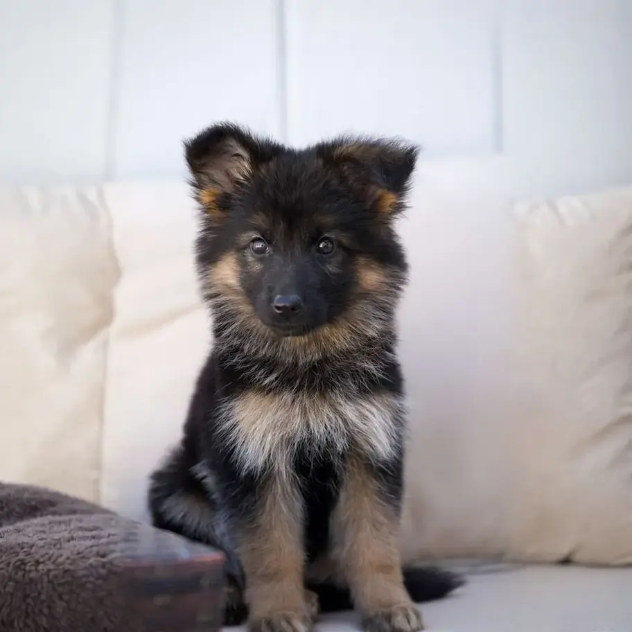 Black and tan long coat German Shepherd puppy sitting on a beige couch