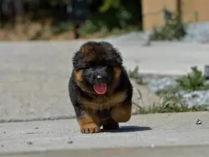 German Shepherd Puppies in Belvedere California | Royal Tribes K9