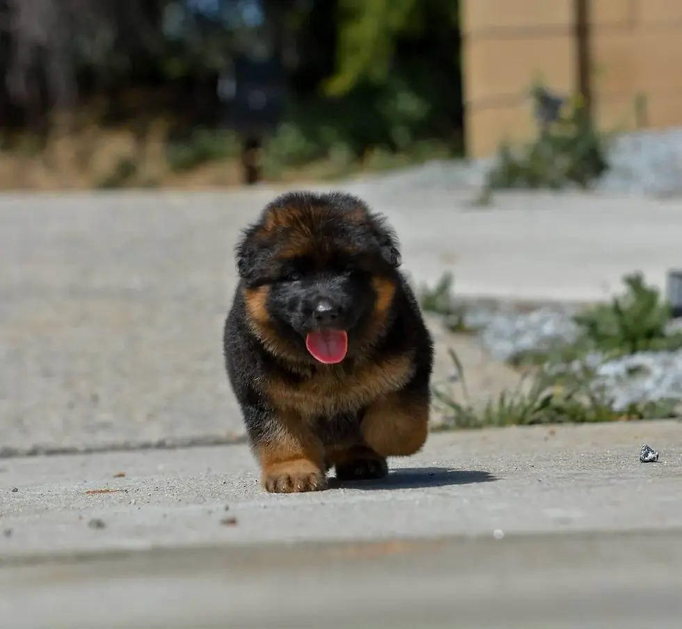 A black German Shepherd sitting on green grass