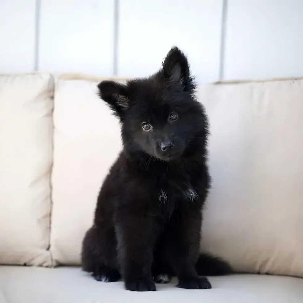 Fluffy black German Shepherd puppy for sale on a beige sofa, front sitting pose with bright eyes and soft coat