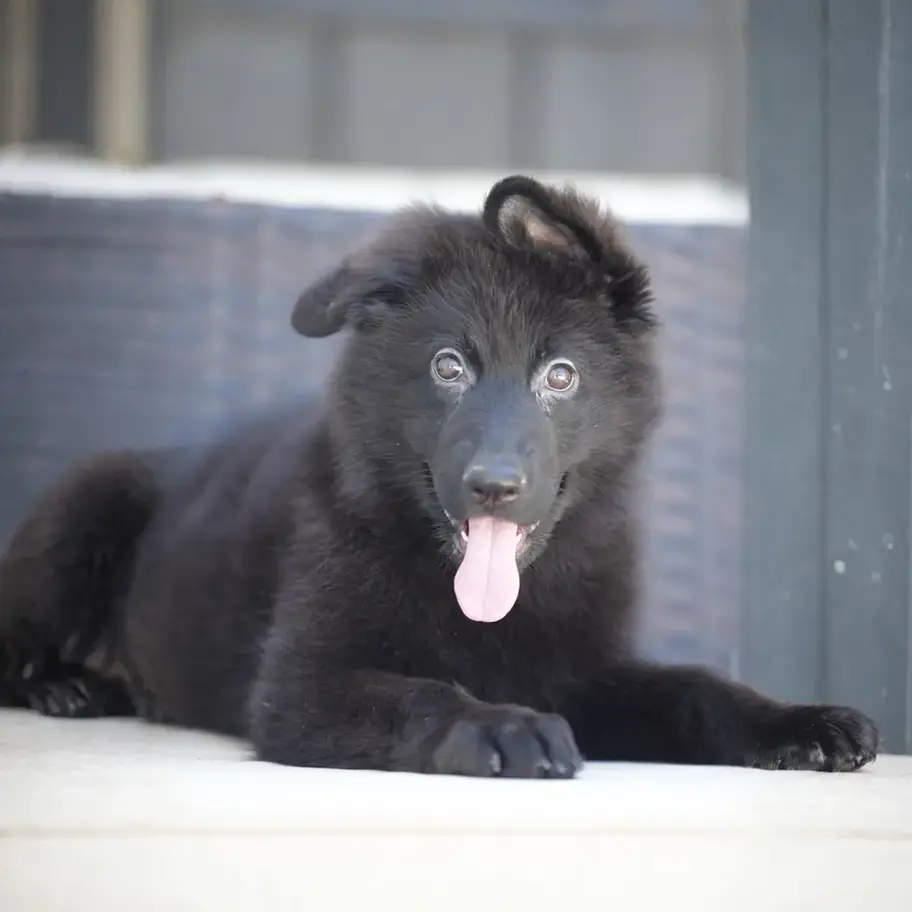 Solid black German Shepherd puppy sitting and looking toward the camera