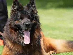 German Shepherd Puppies in Broken Arrow Oklahoma | Royal Tribes K9