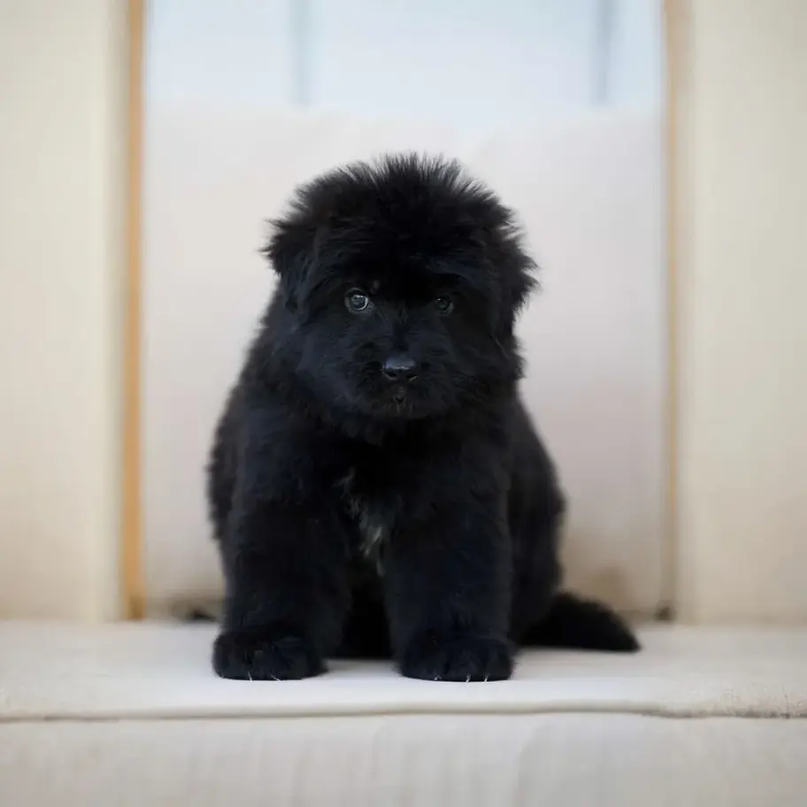 Long coat black German Shepherd puppy available, adorable fluffy puppy portrait on steps, premium breeder dog