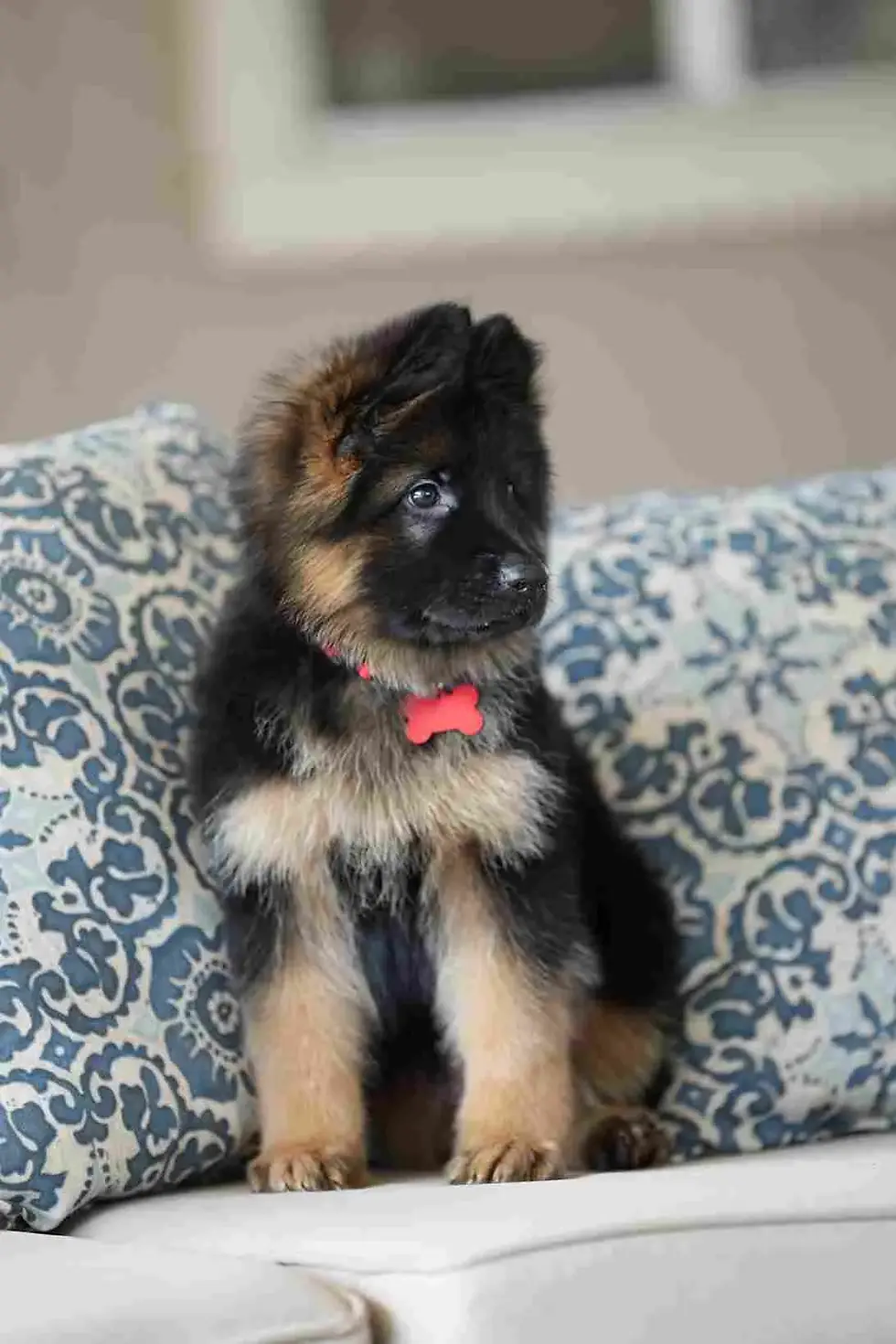 Two German Shepherd puppies sitting adorably 