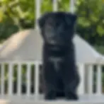 Black German Shepherd puppy on garden chair with soft coat, calm eyes, and healthy build