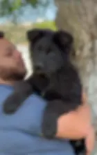 Black long coat German Shepherd puppy being held outdoors with thick fluffy coat and calm expression