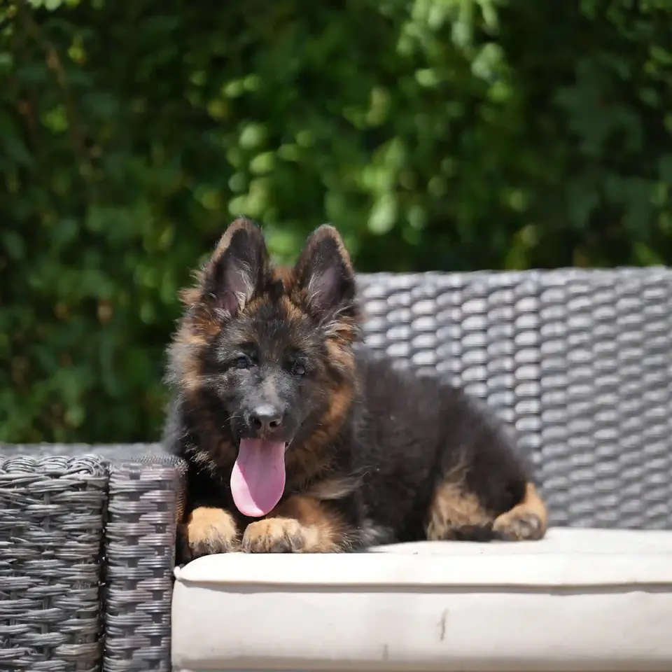 gsd long coat puppies for sale