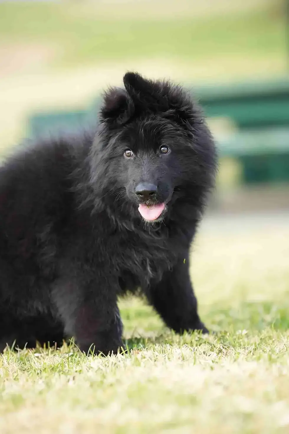 Royal Tribes K9 RTK9 full black long hair German Shepherd puppy standing outdoors in Erie Colorado