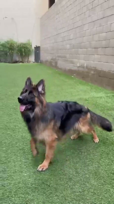 Black and red long-haired German Shepherd standing on green grass outdoors