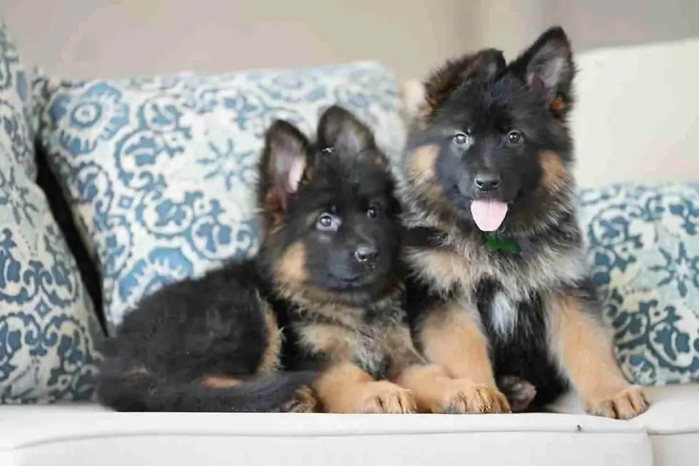 Two German Shepherd littermates cuddled on a cushion in Washington DC â shepherd puppies for sale