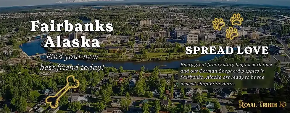 Buy Trained German Shepherd Puppy in Fairbanks, Alaska | Royal Tribes K9