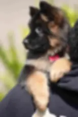 Cute sable German Shepherd puppy wearing a pink tag â puppy dogs for sale
