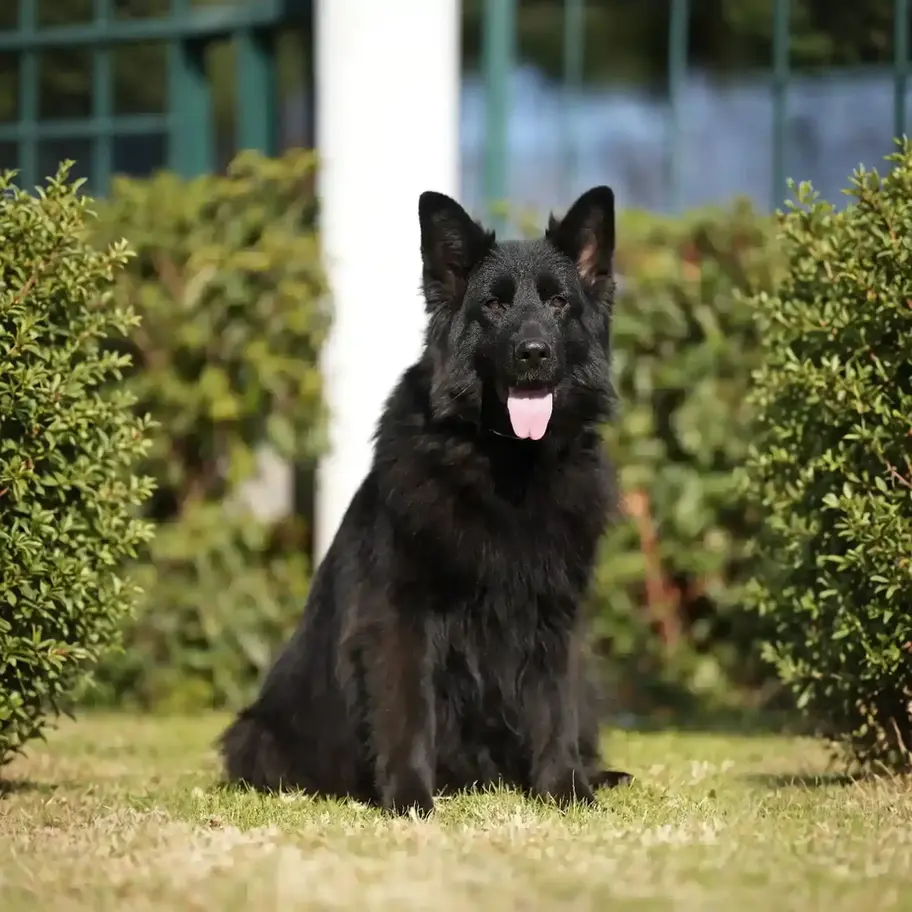 Extra-Long-Haired-German-Shepherd.webp