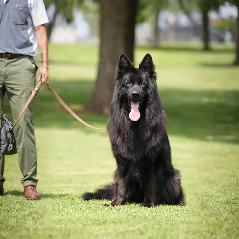 Long-haired black German Shepherd sitting beside his handler in a park