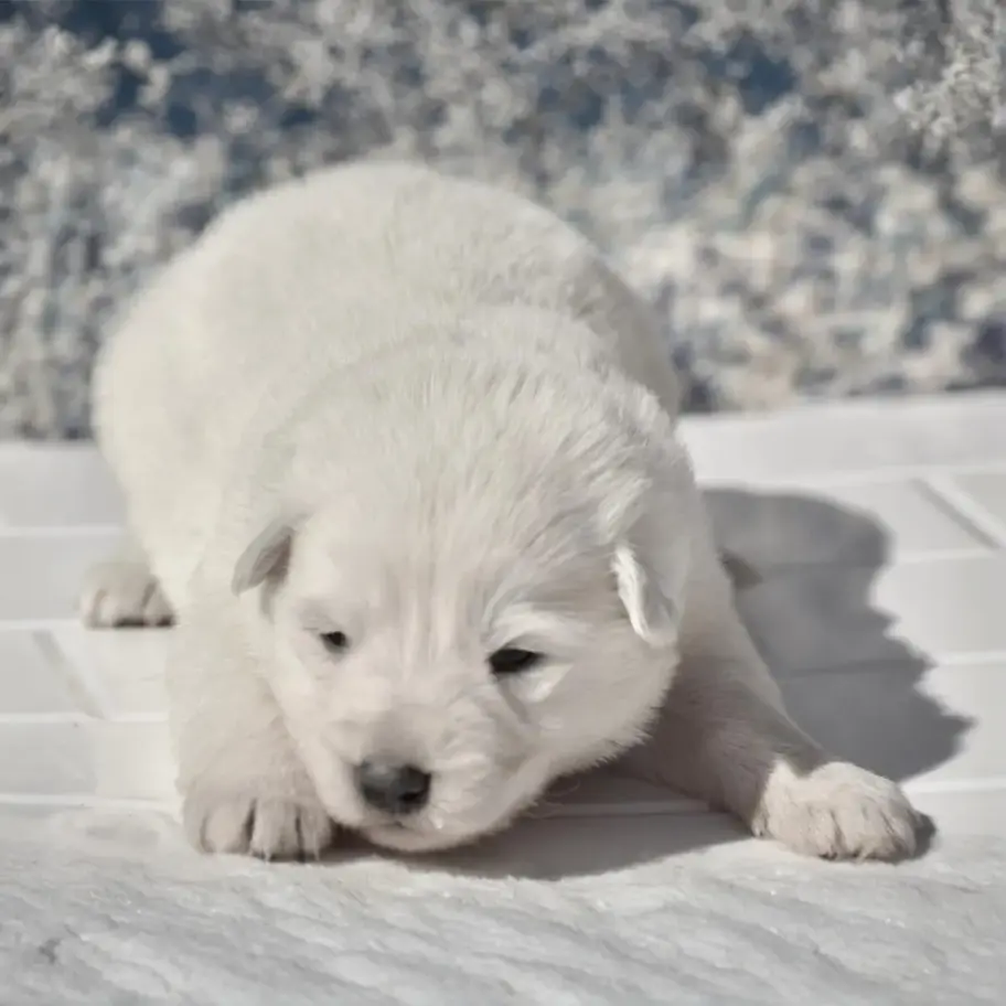 White German Shepherd puppy close up on a white mat, fluffy coat and black nose, looking forward