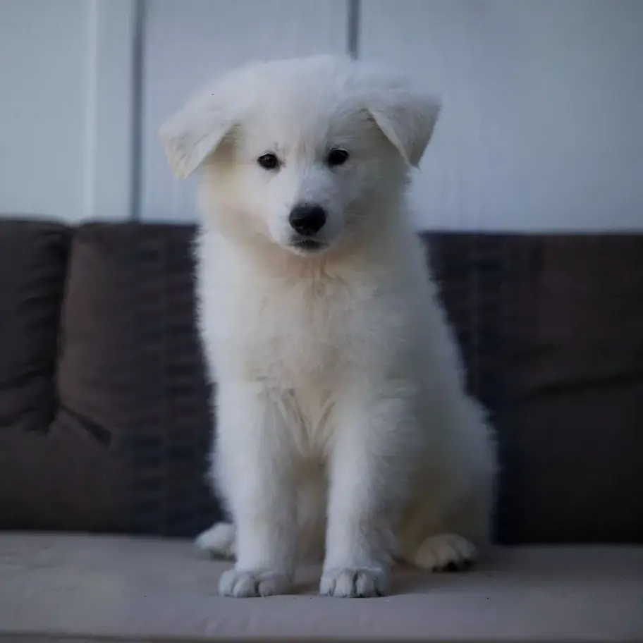White German Shepherd puppy sitting on a gray couch indoors, soft fluffy fur and calm face.